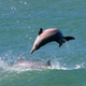Illustration for article titled Dolphins are among the rare mammals who can see electricity